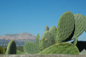 Prickly Pear
